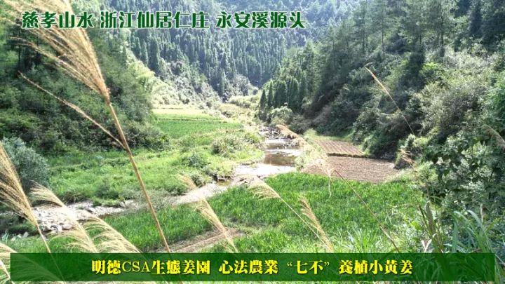 2020年七不小黄姜秋收感恩节邀请函 11月8日-15日 心法农业 福田心耕 欢喜农耕 心悦自然（浙江仙居仁庄村）