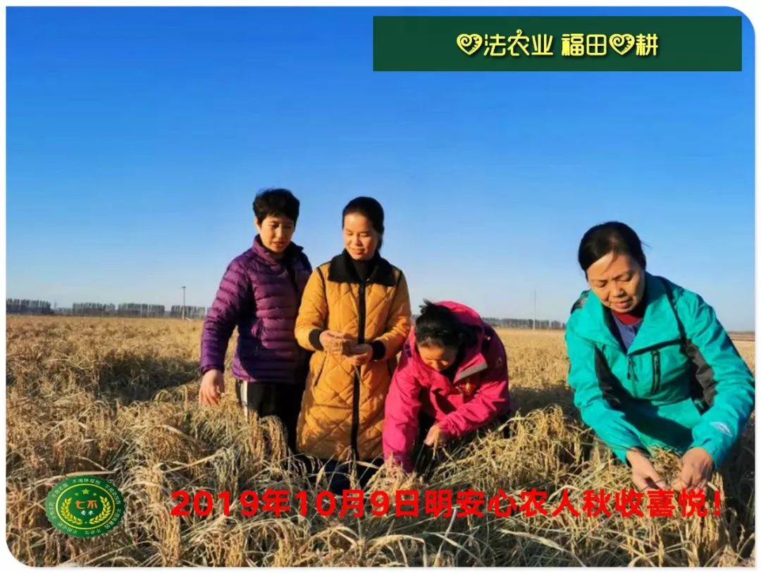 2020年七不小黄姜秋收感恩节邀请函 11月8日-15日 心法农业 福田心耕 欢喜农耕 心悦自然（浙江仙居仁庄村）