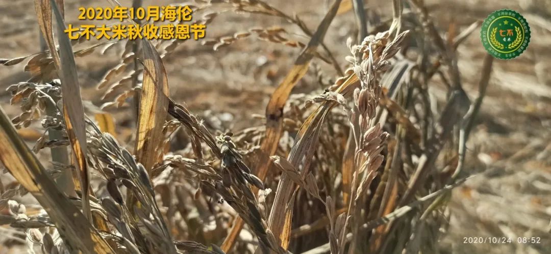 2020年七不小黄姜秋收感恩节邀请函 11月8日-15日 心法农业 福田心耕 欢喜农耕 心悦自然（浙江仙居仁庄村）