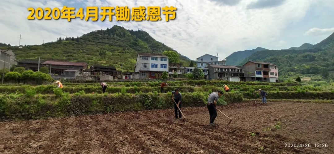 2020年七不小黄姜秋收感恩节邀请函 11月8日-15日 心法农业 福田心耕 欢喜农耕 心悦自然（浙江仙居仁庄村）