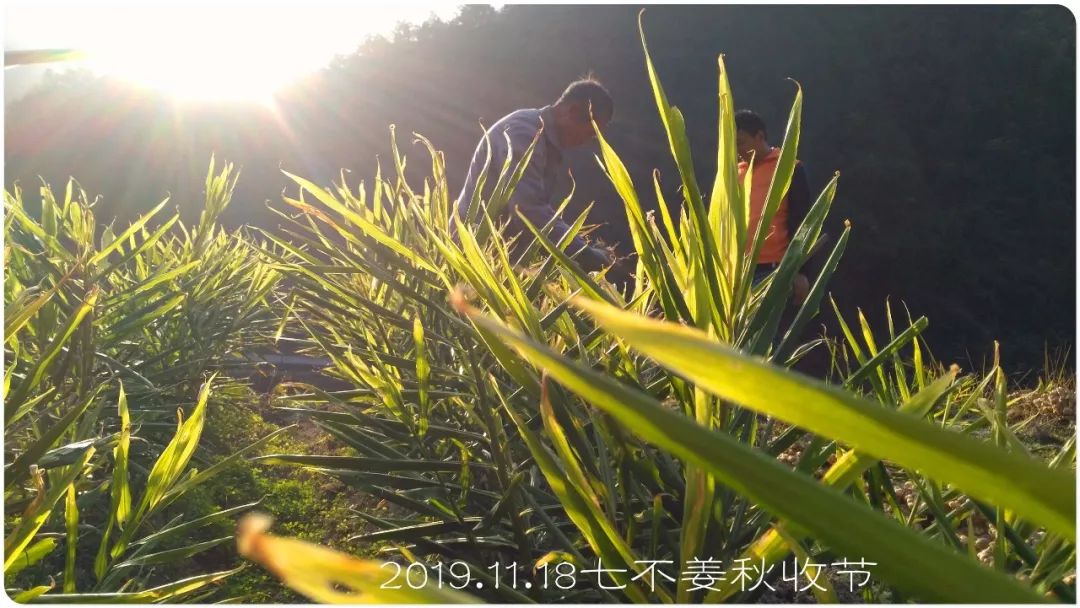 2020年七不小黄姜秋收感恩节邀请函 11月8日-15日 心法农业 福田心耕 欢喜农耕 心悦自然(浙江仙居仁庄村) 2020年七不小黄姜秋收感恩节邀请函 11月8日-15日 心法农业 福田心耕 欢喜农耕 心悦自然(浙江仙居仁庄村)