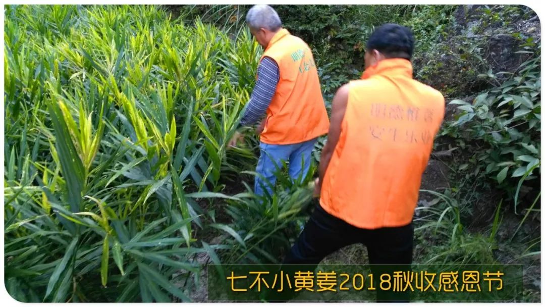 2020年七不小黄姜秋收感恩节邀请函 11月8日-15日 心法农业 福田心耕 欢喜农耕 心悦自然（浙江仙居仁庄村）