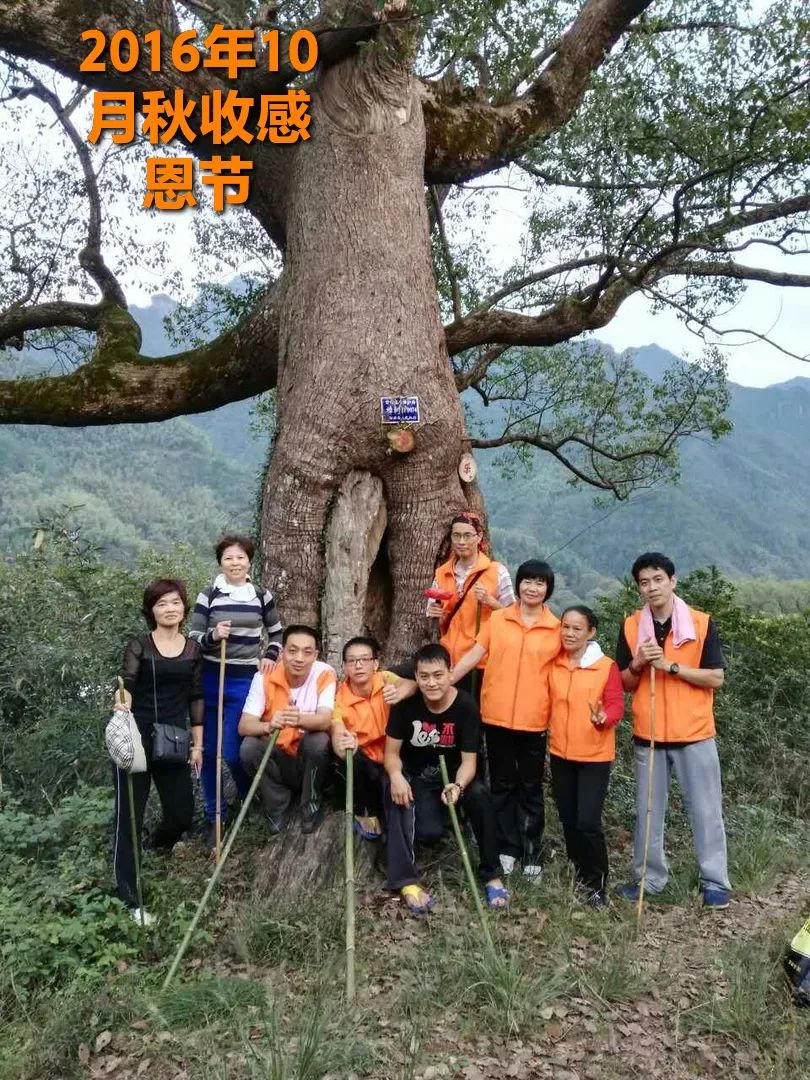 2020年七不小黄姜秋收感恩节邀请函 11月8日-15日 心法农业 福田心耕 欢喜农耕 心悦自然（浙江仙居仁庄村）