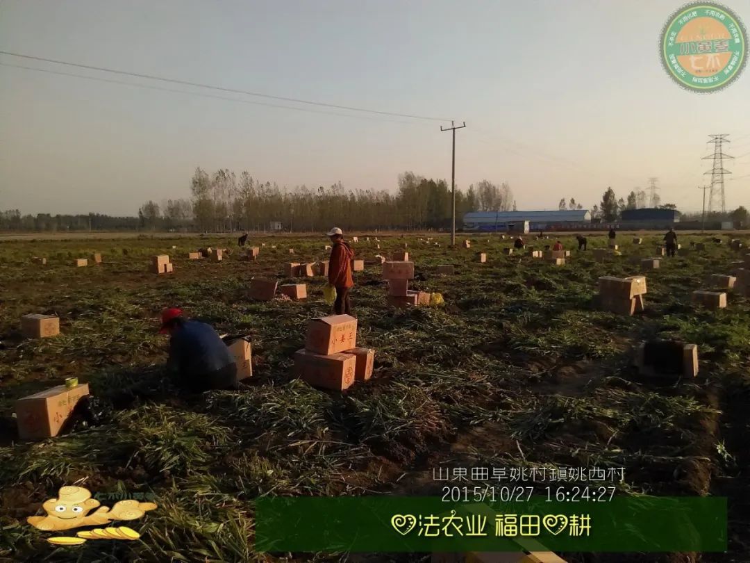 2020年七不小黄姜秋收感恩节邀请函 11月8日-15日 心法农业 福田心耕 欢喜农耕 心悦自然（浙江仙居仁庄村）