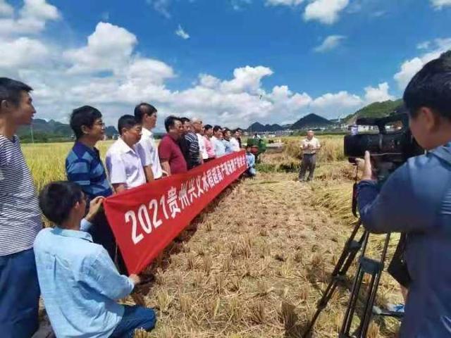 甬優1540 畝產1123.87公斤！寧波“超級稻”蟬聯貴州水稻高產冠軍-七不姜 生姜養生網-明德CSA生態姜園&明安農業