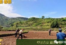 生姜養生 七不姜 明安農業企業 2022年新公眾號 視頻號 歡迎關注！-七不姜 生姜養生網-明德CSA生態姜園&明安農業