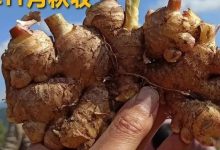 姜灌腸姜栓10粒 原始點熱源（姜湯姜粉泥灌腸的補充）熱源直達患處體傷 七不姜粉+栓劑基質輔料及生姜養生 姜的應用視頻集-七不姜 生姜養生網-明德CSA生態姜園&明安農業