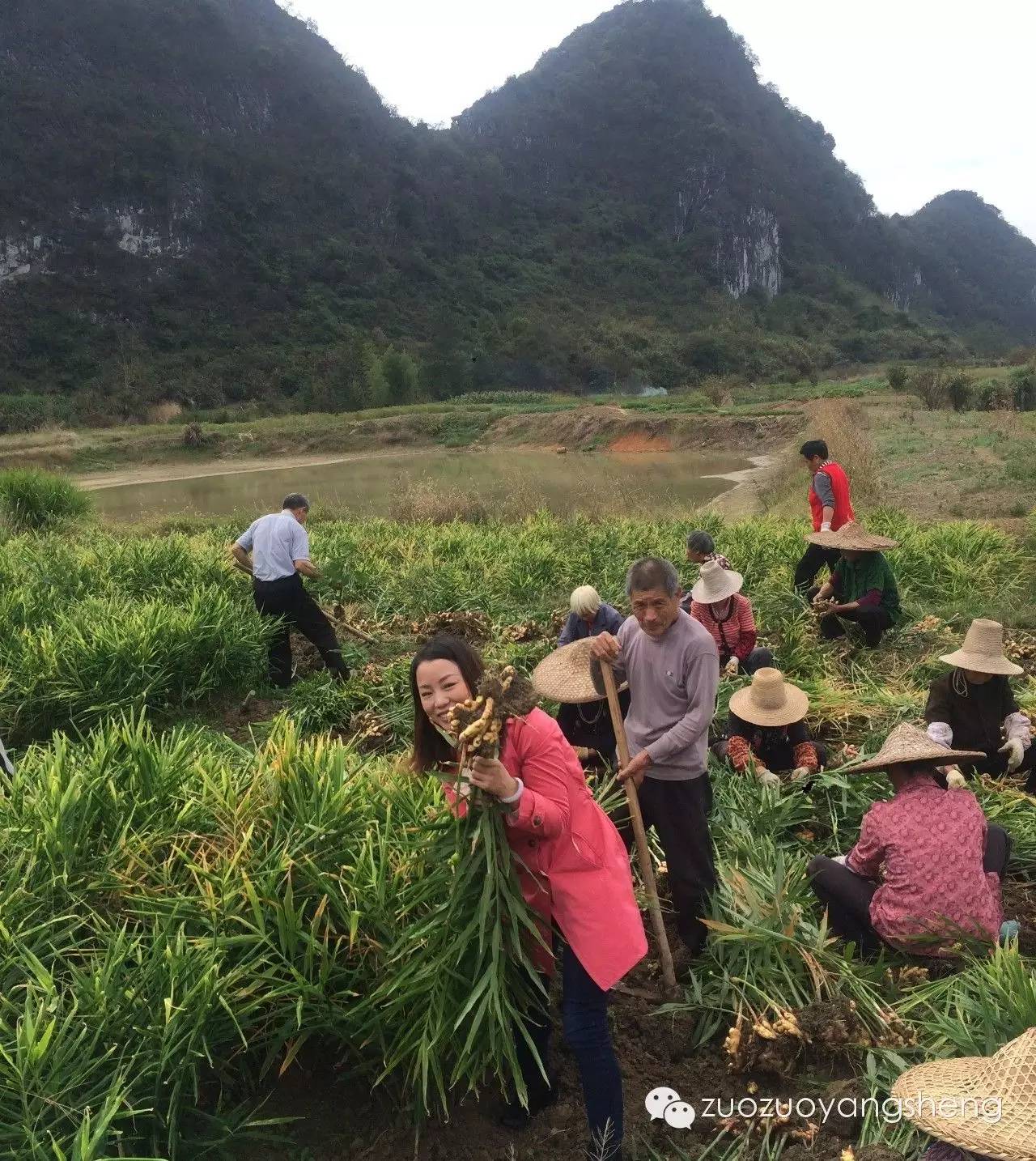 几分钟教你如何鉴别硫磺姜