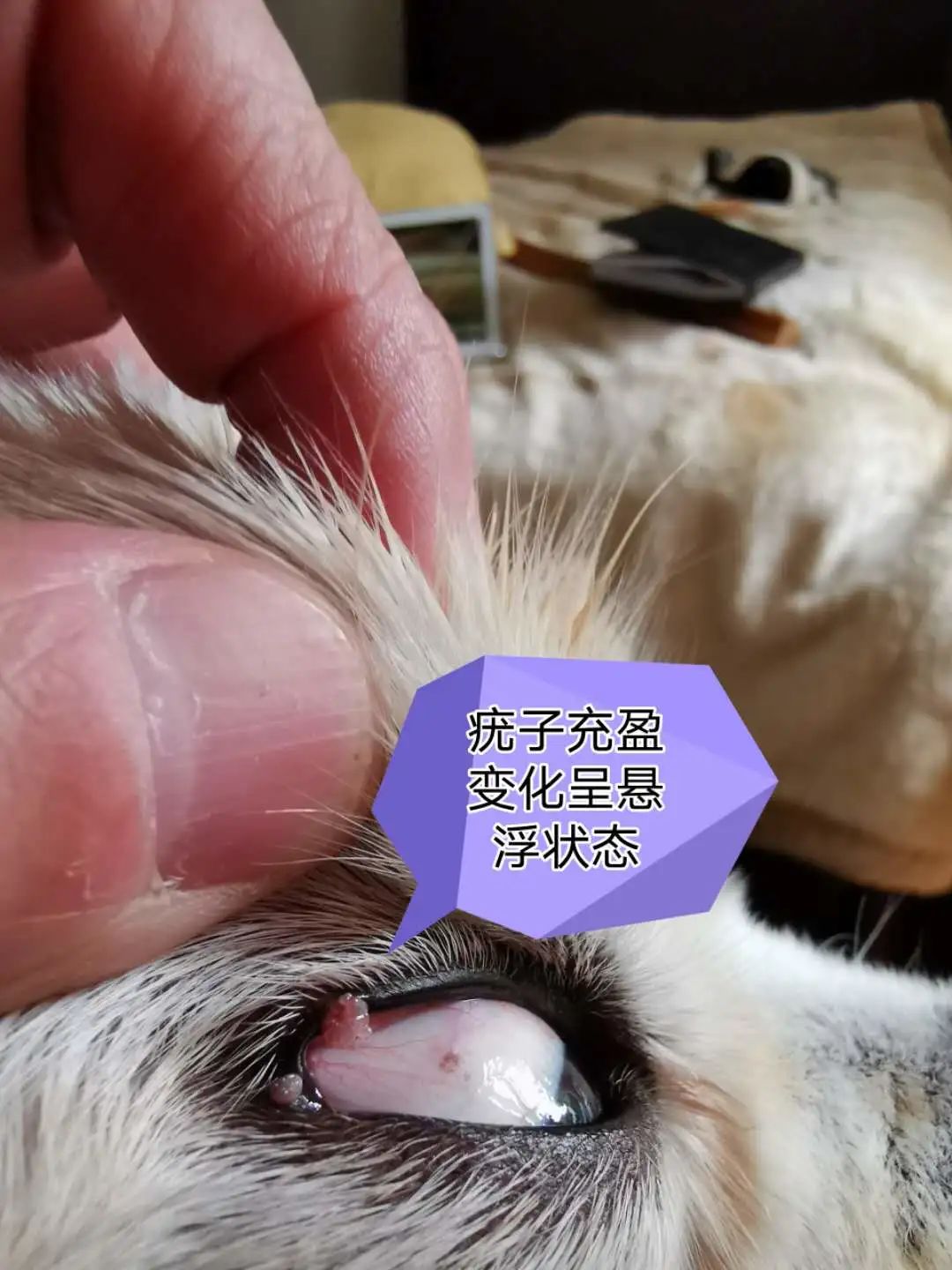 案例分享：原始点调理狗狗除疣案例