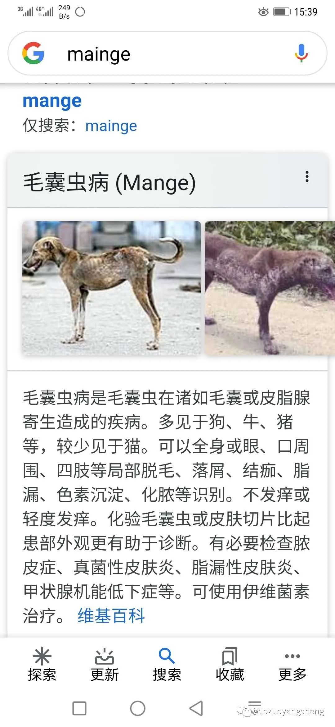 案例分享:原始点调理狗狗毛囊虫病案例 案例分享:原始点调理狗狗毛囊虫病案例