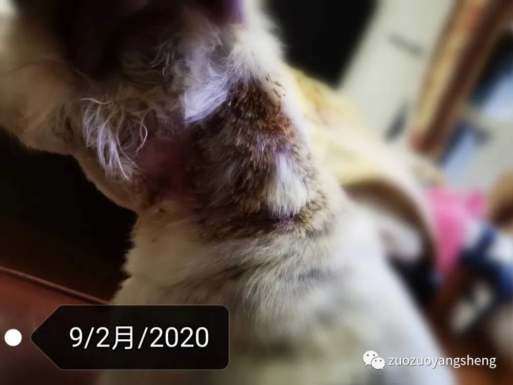 案例分享:原始点调理狗狗毛囊虫病案例 案例分享:原始点调理狗狗毛囊虫病案例