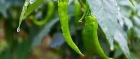 【原始点案例】案例分享:用原始点调理之后吃辣椒再也不上火了!-原始点全球同学网