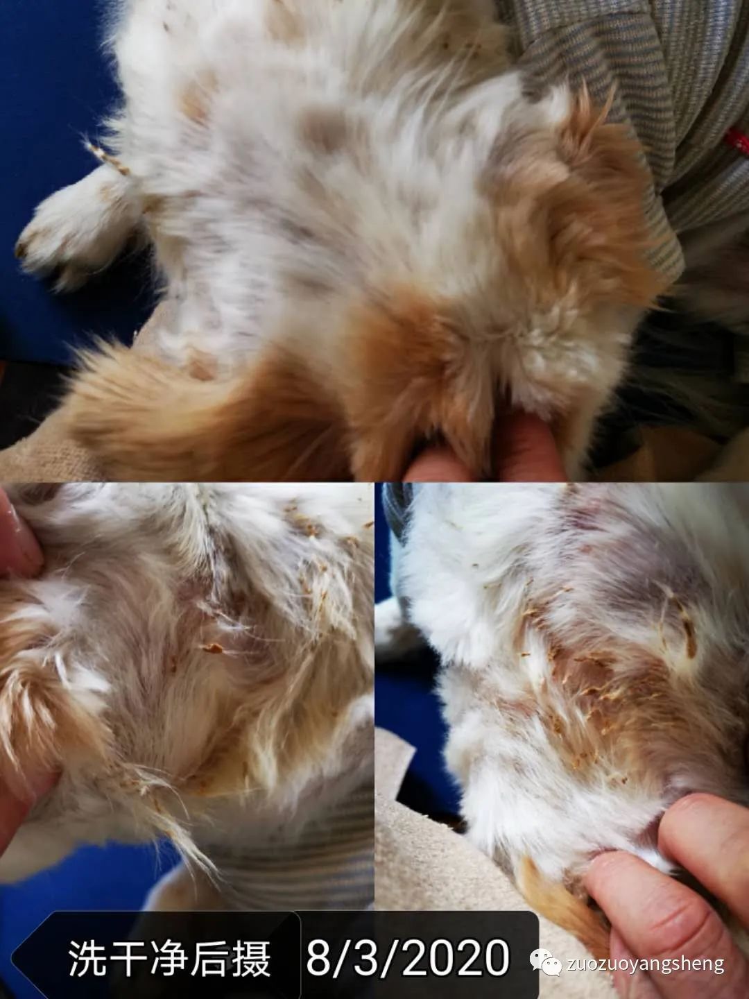 案例分享:原始点调理狗狗毛囊虫病案例 案例分享:原始点调理狗狗毛囊虫病案例