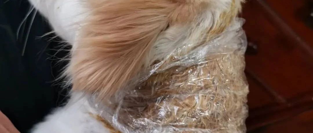案例分享：原始点调理狗狗毛囊虫病案例-原始点全球同学网