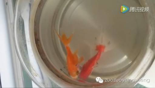 案例分享:超级好玩的——原始点调理金鱼便秘的案例(附视频)-原始点全球同学网