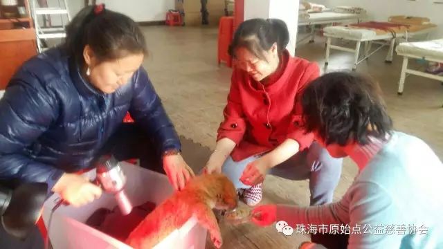 案例分享:原始点调理小狗狗受凉感冒拉肚子的案例 案例分享:原始点调理小狗狗受凉感冒拉肚子的案例