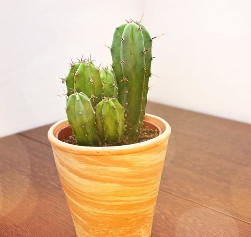 案例分享:原始点调理5天后排出胎死腹中案例 案例分享:原始点调理5天后排出胎死腹中案例