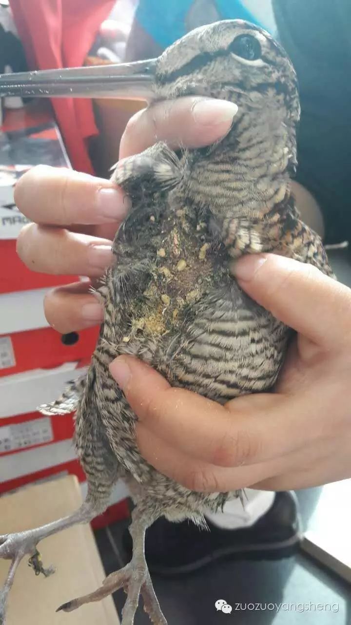 案例分享：原始点调理天外来客