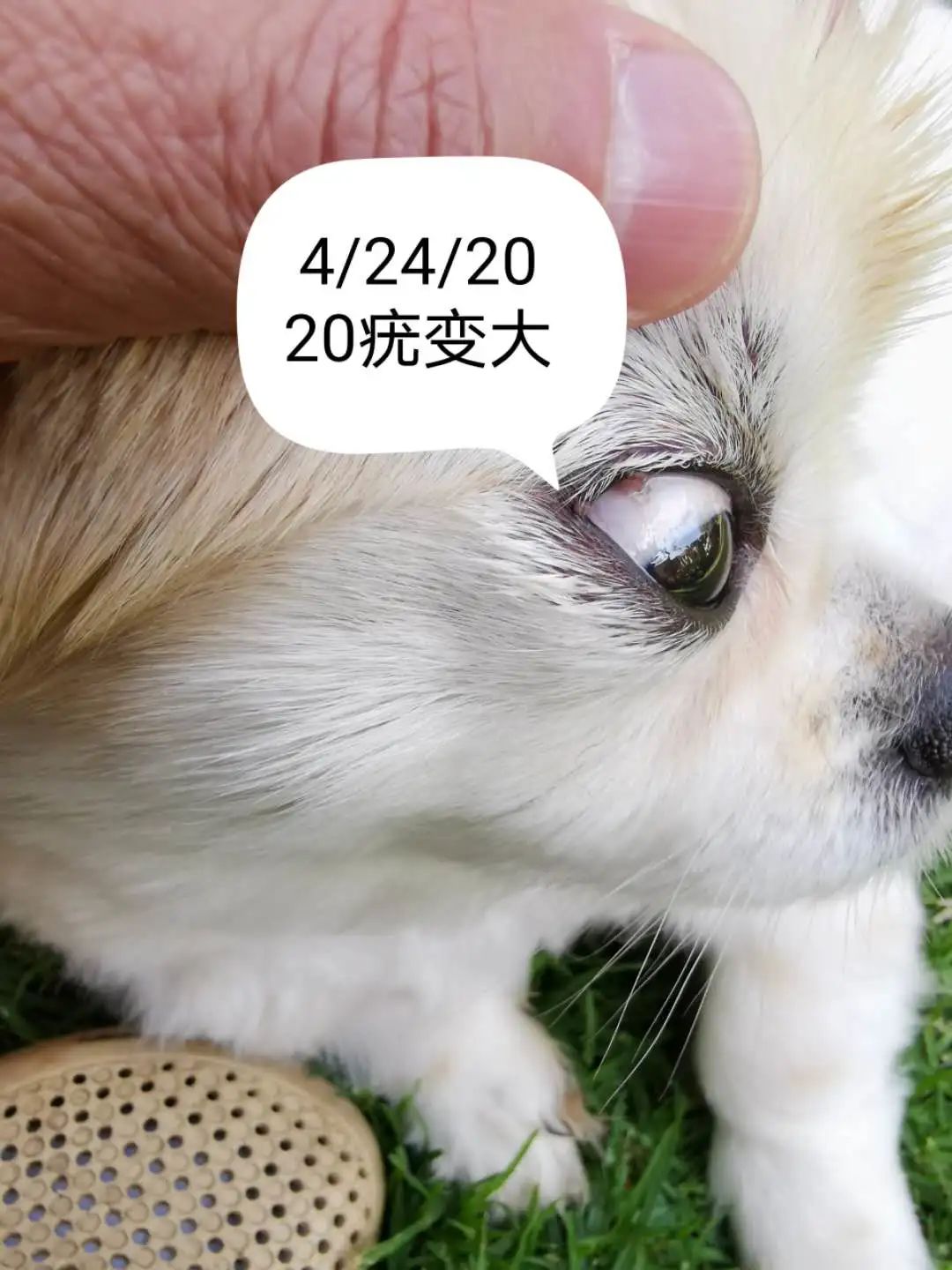 案例分享：原始点调理狗狗除疣案例