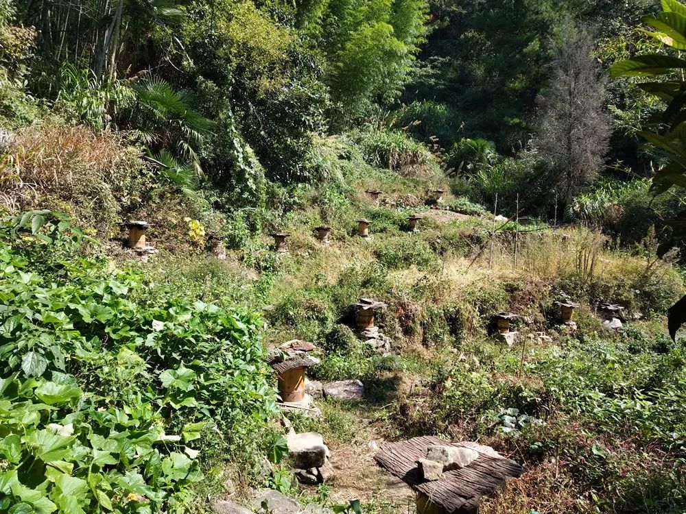 回归原始点 人到中年,机缘巧合遇到原始点,何其幸运! 回归原始点 人到中年,机缘巧合遇到原始点,何其幸运!