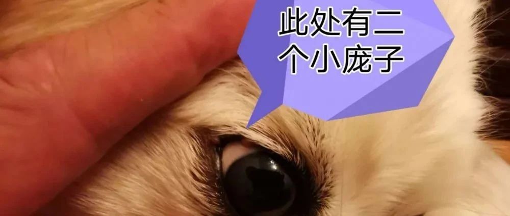 案例分享：原始点调理狗狗除疣案例-原始点全球同学网