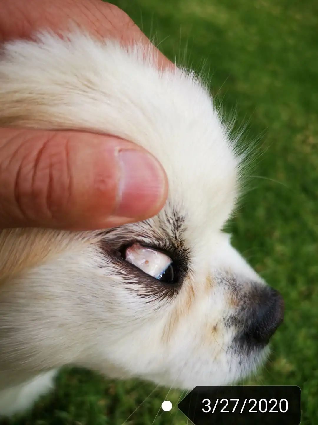 案例分享：原始点调理狗狗除疣案例