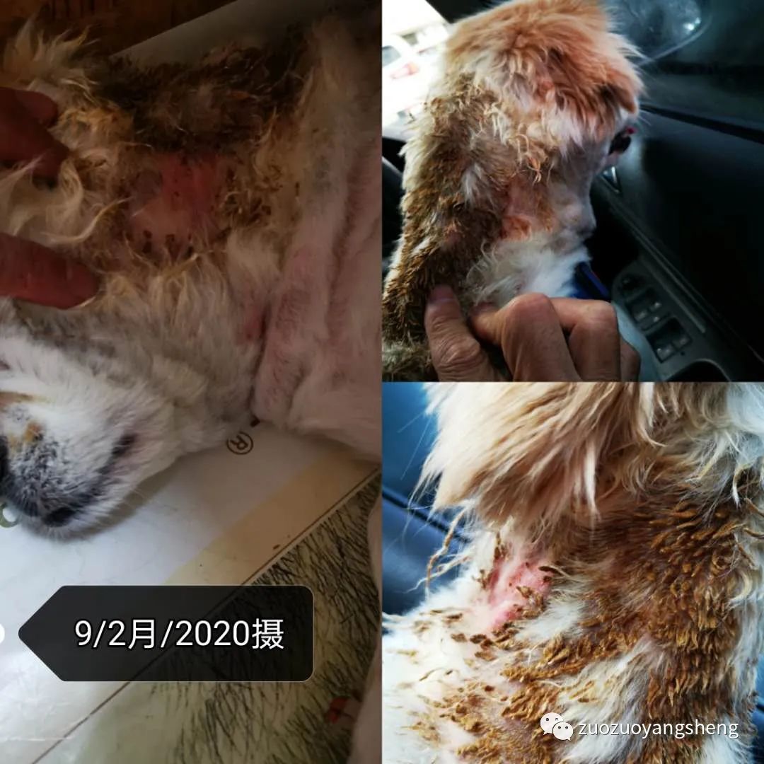 案例分享:原始点调理狗狗毛囊虫病案例 案例分享:原始点调理狗狗毛囊虫病案例