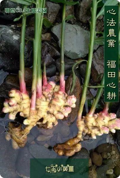 原始点医疗保健中 姜的应用2018.8 V13 原始点医疗保健中 姜的应用2018.8 V13