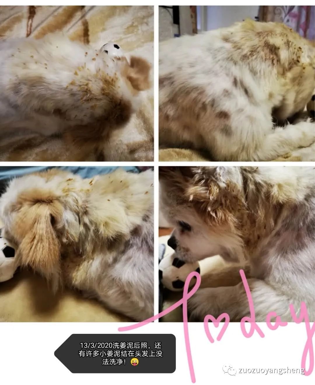 案例分享:原始点调理狗狗毛囊虫病案例 案例分享:原始点调理狗狗毛囊虫病案例