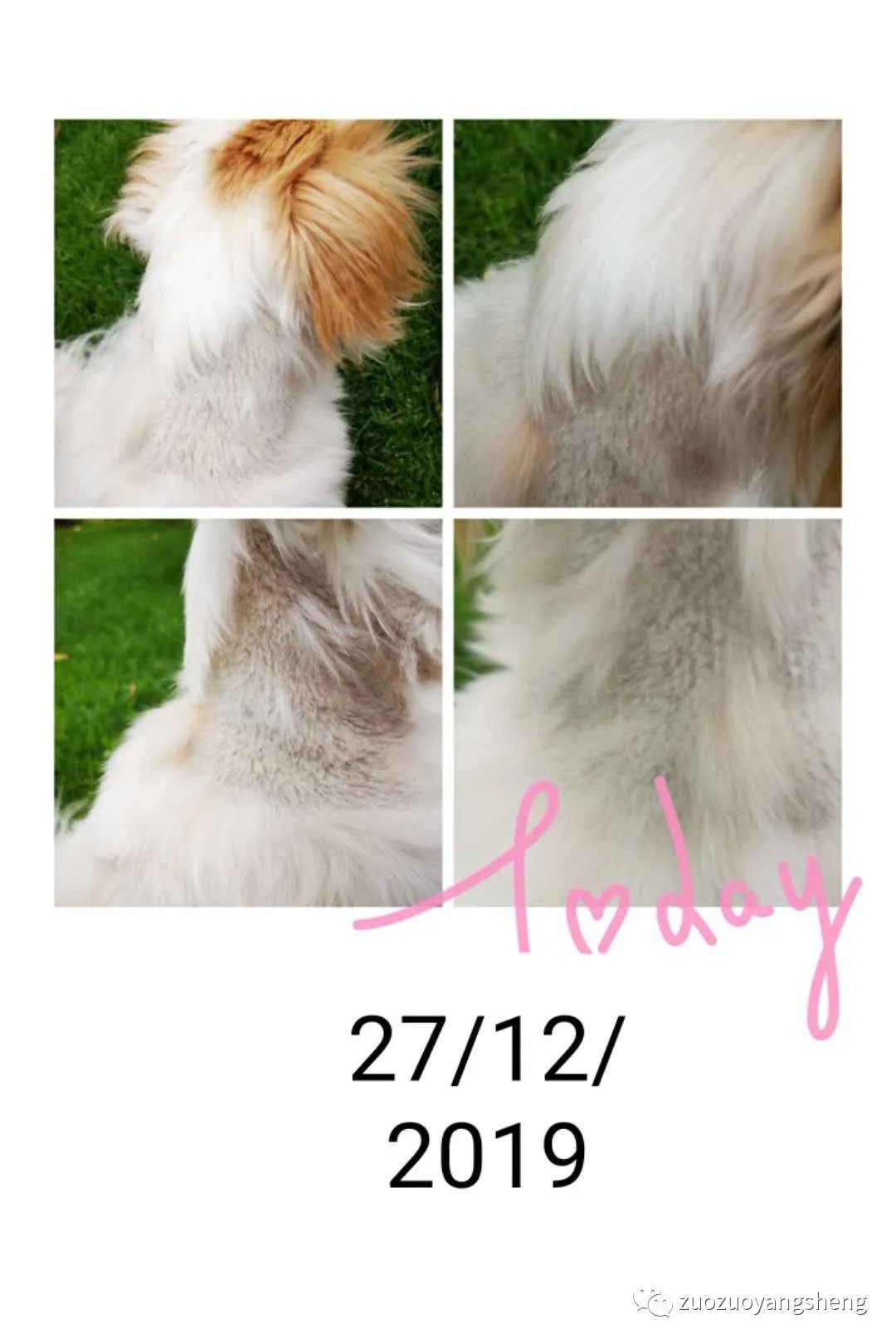 案例分享:原始点调理狗狗毛囊虫病案例 案例分享:原始点调理狗狗毛囊虫病案例