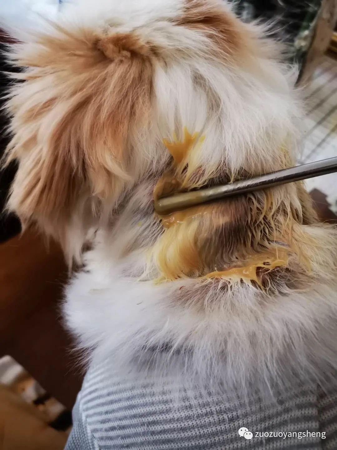 案例分享:原始点调理狗狗毛囊虫病案例 案例分享:原始点调理狗狗毛囊虫病案例