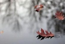 为何很多原始点不接重症？真相令人心酸！-原始点全球同学网