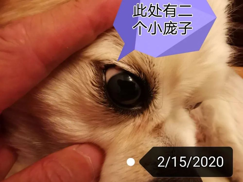 案例分享：原始点调理狗狗除疣案例