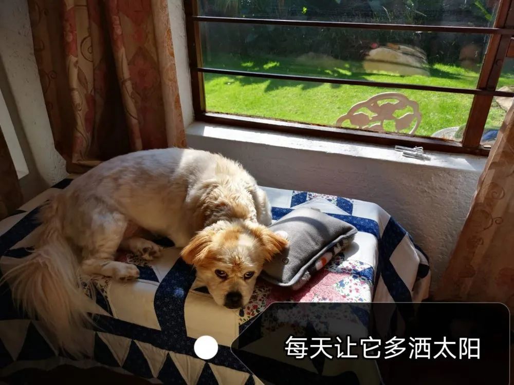 案例分享：原始点调理狗狗除疣案例