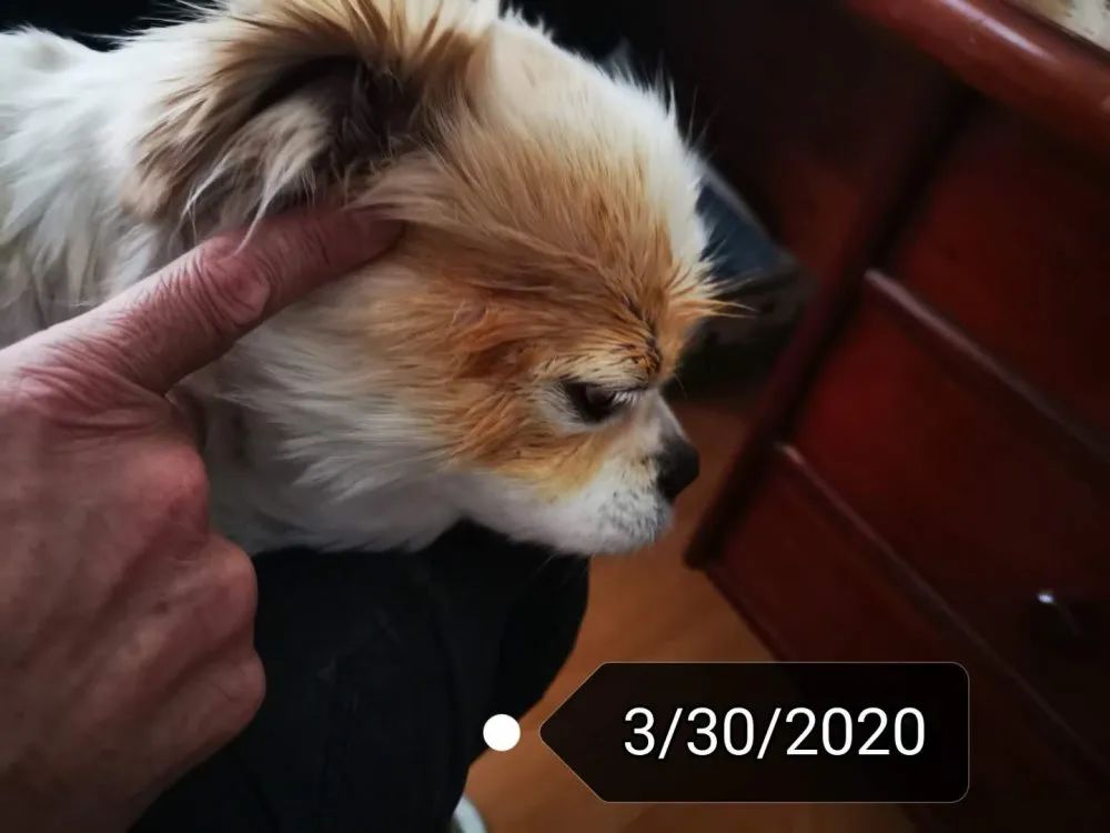 案例分享：原始点调理狗狗除疣案例