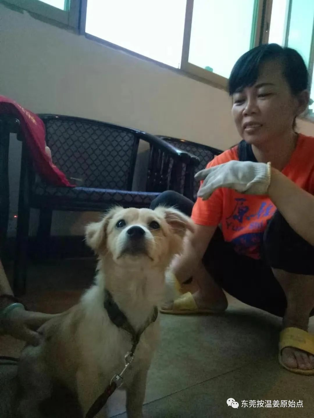 小狗咳嗽用原始点,一次止咳 小狗咳嗽用原始点,一次止咳