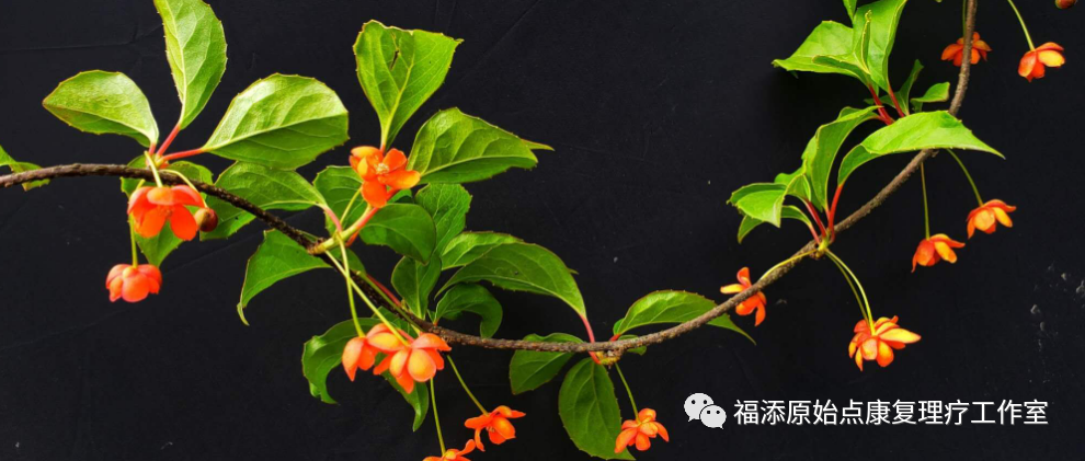 痔疮(外露3CM)原始点康复案例-原始点全球同学网