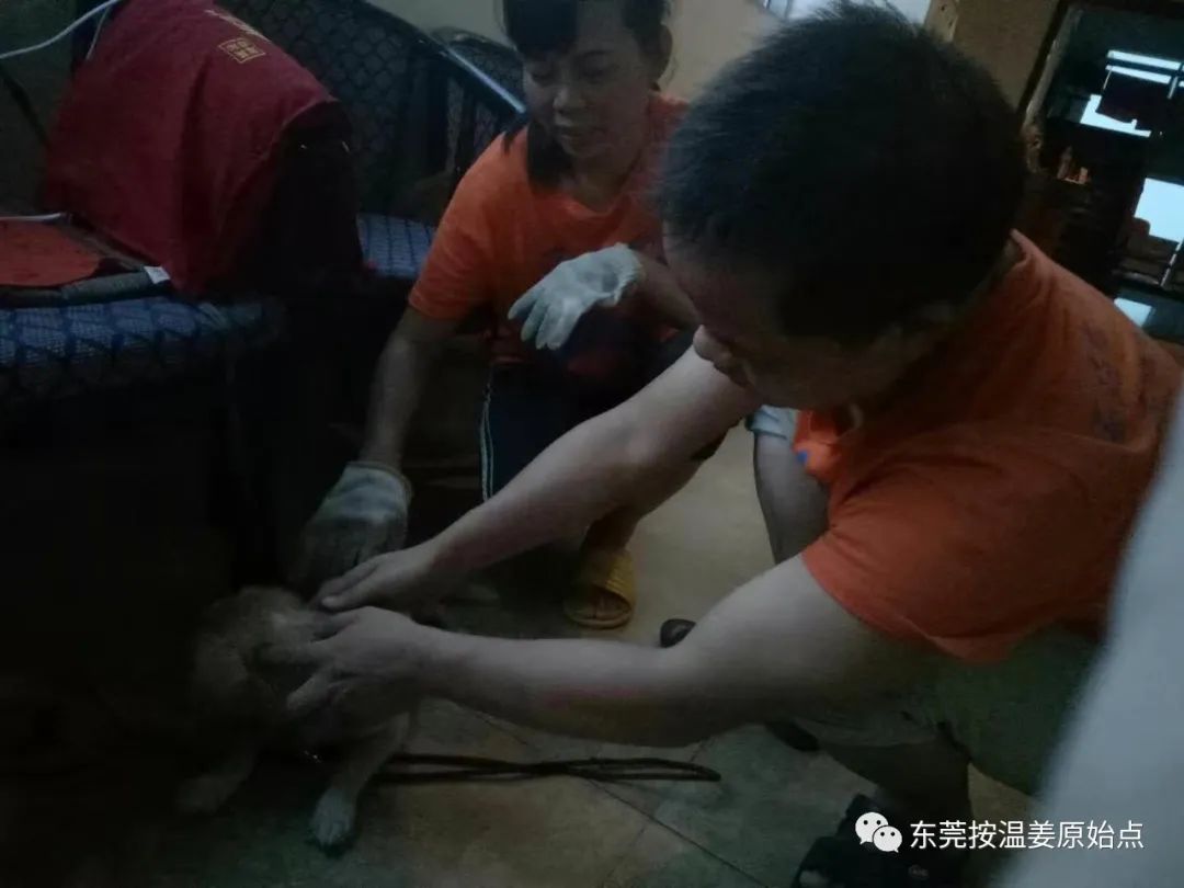 小狗咳嗽用原始点,一次止咳 小狗咳嗽用原始点,一次止咳