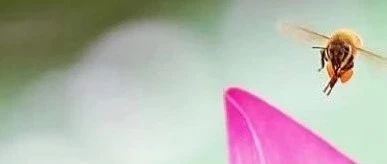 四脏器衰竭后的迷失-原始点全球同学网