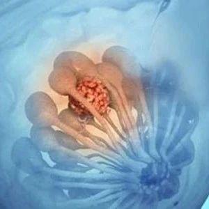 【原始点案例】乳腺结节的调理方案及案例 2019年3月-原始点全球同学网