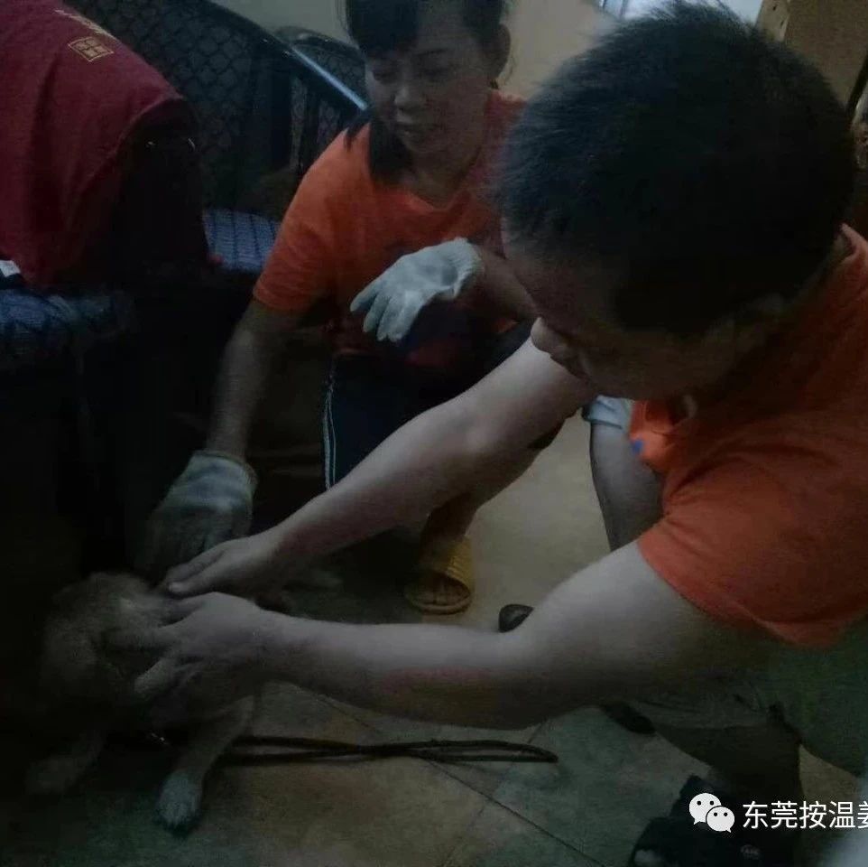 小狗咳嗽用原始点，一次止咳-原始点全球同学网