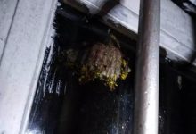 小朋友马蜂蛰伤案例-原始点全球同学网