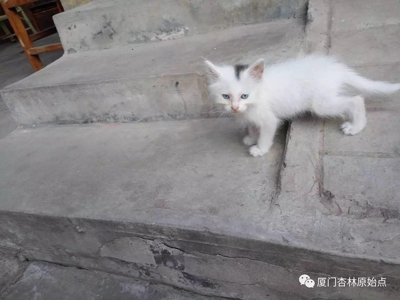 猫咪眼屎多 一周恢复案例-原始点全球同学网