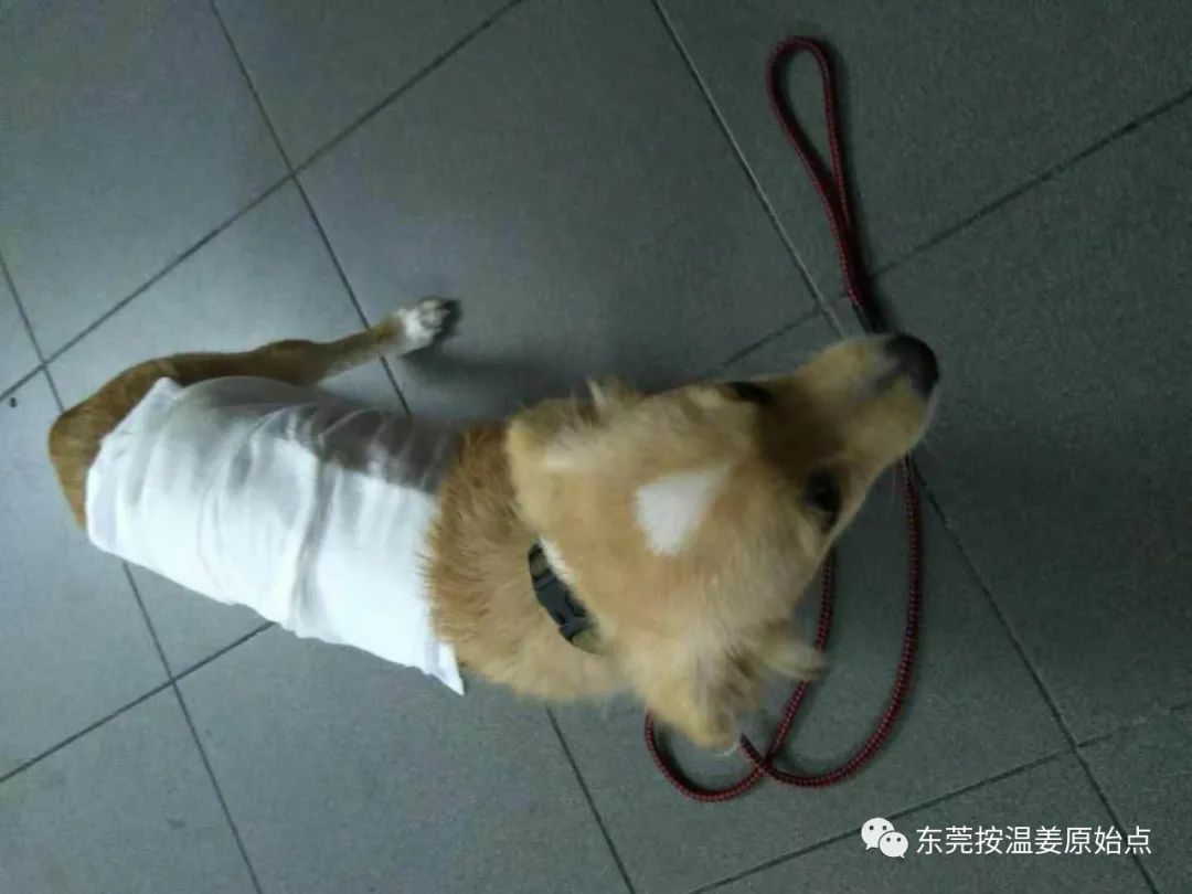 小狗咳嗽用原始点,一次止咳 小狗咳嗽用原始点,一次止咳