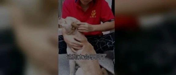 人有人福狗有狗福-狗狗遇见原始点-原始点全球同学网