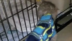 老猫中风案例-13岁老猫中风后短短一周后好起来-原始点全球同学网