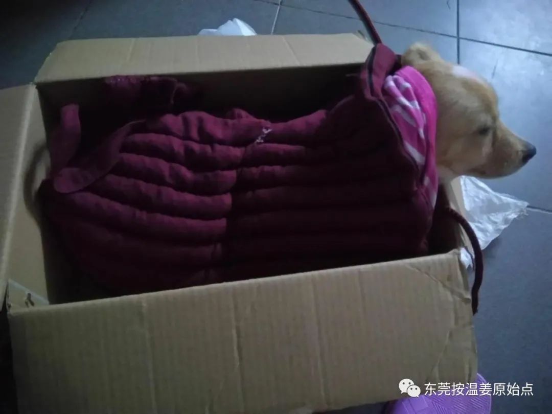 小狗咳嗽用原始点,一次止咳 小狗咳嗽用原始点,一次止咳