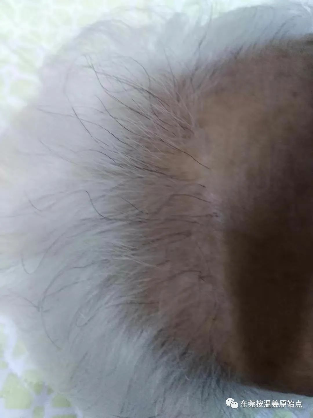 81岁老太太白发变黑 81岁老太太白发变黑