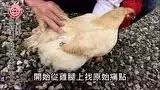 母鸡案例(花莲提供)-原始点全球同学网