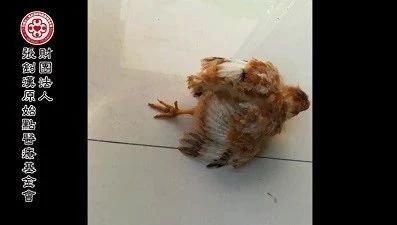 幼鸡无法站立案例-原始点全球同学网
